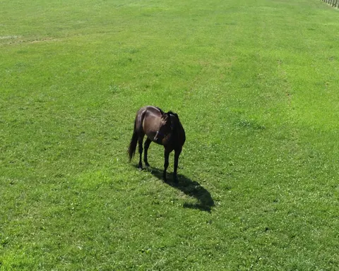 Shadow Copy